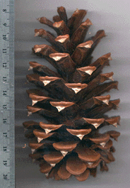 Pinus ponderosa