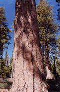 Pinus ponderosa benthamiana