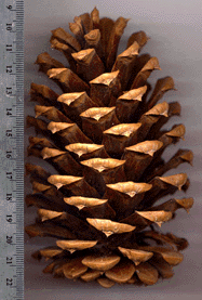 Pinus ponderosa x jeffreyi