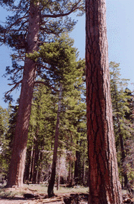 Pinus ponderosa