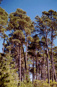 Pinus radiata