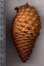 Pinus radiata