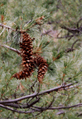 Pinus reflexa