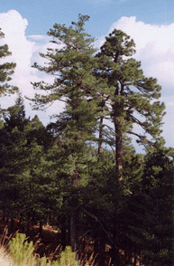 Pinus reflexa