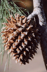 Pinus sabiniana