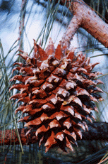 Pinus sabiniana
