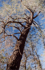 Pinus sabiniana