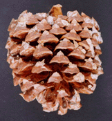 Pinus torreyana