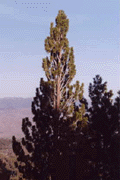 Pinus washoensis