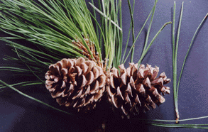 Pinus washoensis