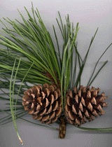 Pinus washoensis