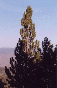 Pinus washoensis