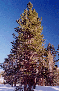 Pinus washoensis