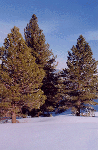 Pinus washoensis
