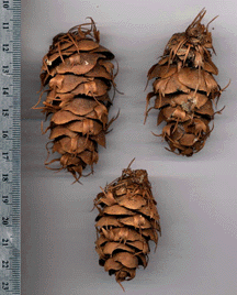 Pseudotsuga menziesii glauca