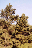 Pseudotsuga menziesii glauca