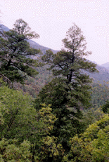 Pseudotsuga menziesii glauca