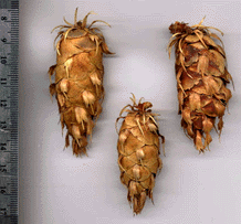 Pseudotsuga menziesii glauca