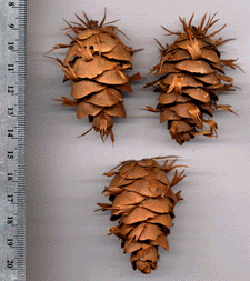 Pseudotsuga menziesii glauca