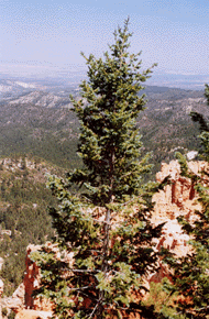 Pseudotsuga menziesii glauca
