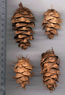 Pseudotsuga menziesii