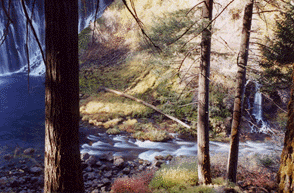 Pseudotsuga menziesii