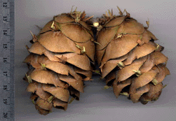 Pseudotsuga sinensis wilsoniana