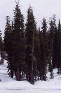 Tsuga mertensiana grandicona