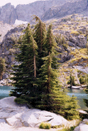 Tsuga mertensiana grandicona