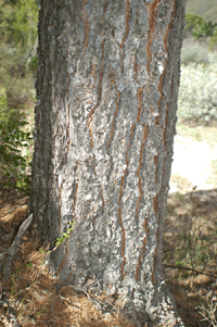 Pinus cembroides