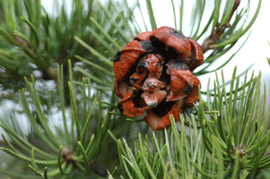 Pinus cembroides