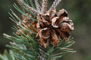 Pinus cembroides