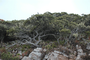 Pinus culminicola