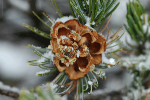 Pinus culminicola
