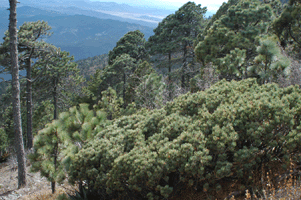 Pinus culminicola