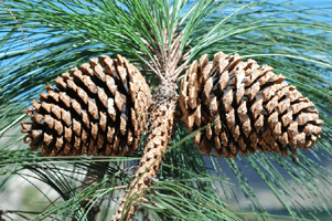 Pinus estevezii