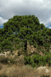 Pinus estevezii