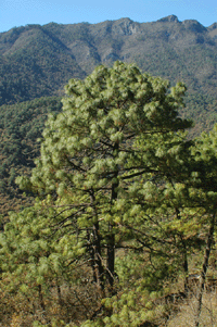 Pinus estevezii