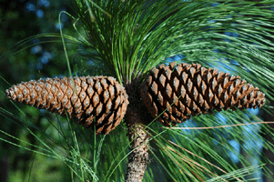Pinus estevezii