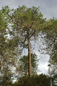 Pinus greggii