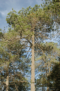 Pinus greggii