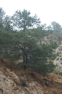 Pinus greggii