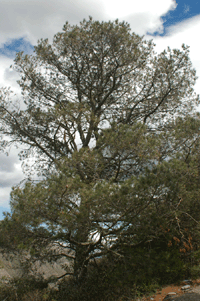 Pinus greggii