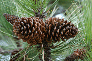 Pinus hartwegii