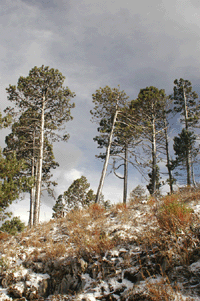 Pinus hartwegii