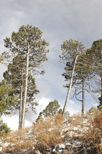 Pinus hartwegii