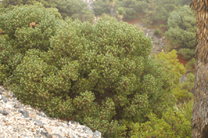 Pinus johannis