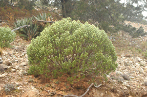 Pinus johannis