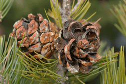 Pinus johannis