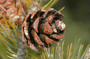 Pinus johannis